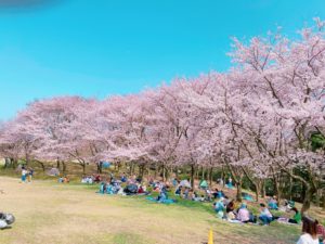 鳥屋野潟公園の桜も満開です！