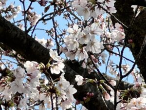 桜情報