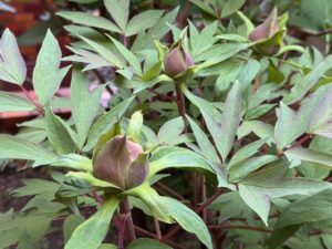 今年の当院の牡丹