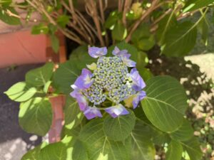 紫陽花